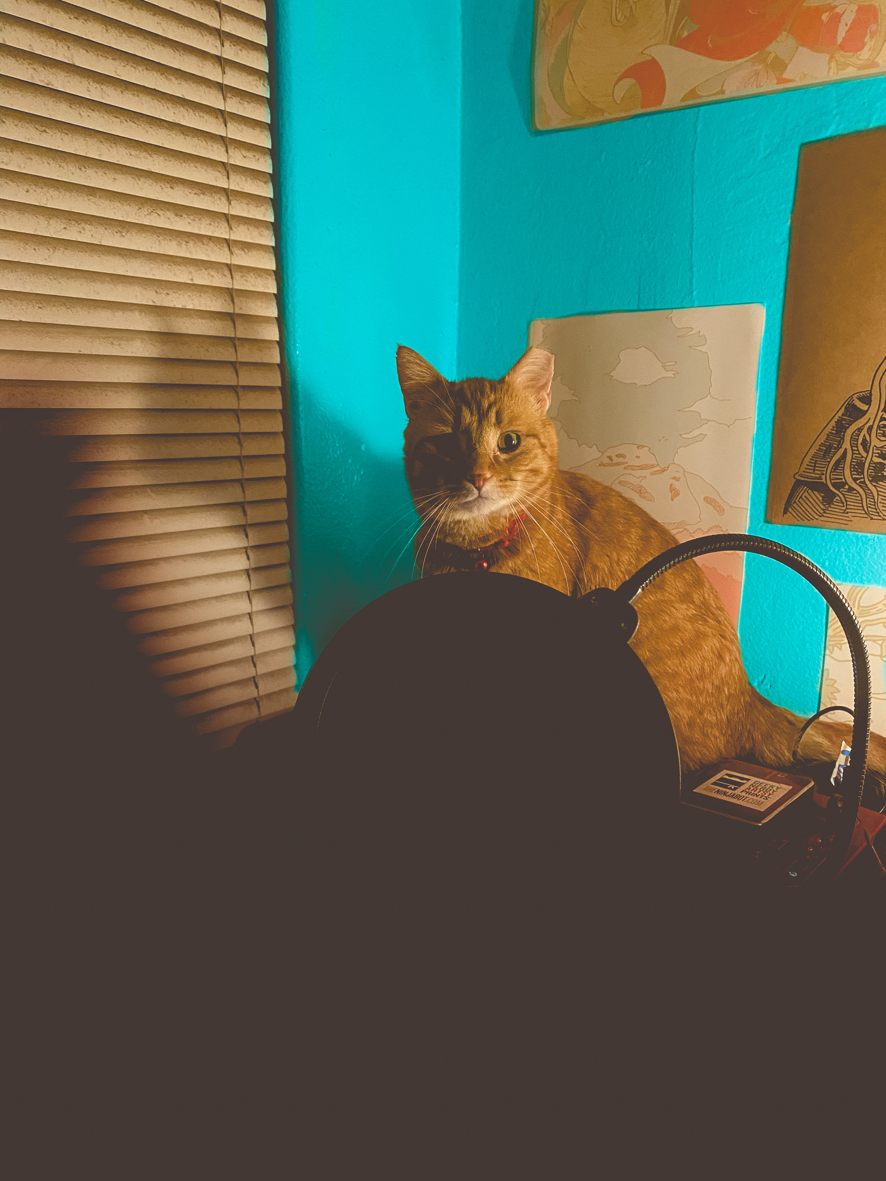 a picture of an orange cat sitting on top of a computer in front of a blue wall (naughty)