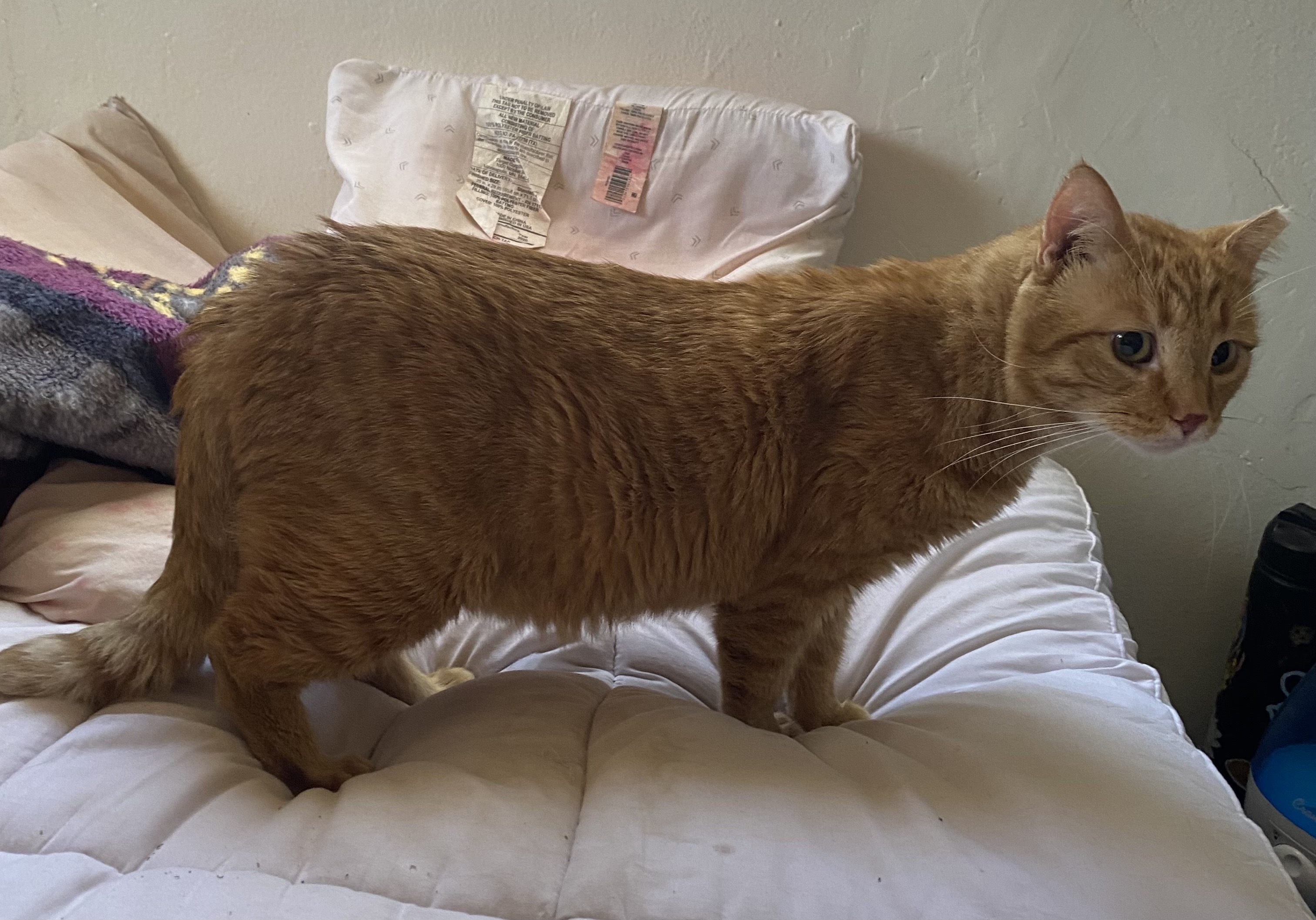 pot roast, an orage cat looking extra long on the bed and eggplant shapes, he's standing on all fours