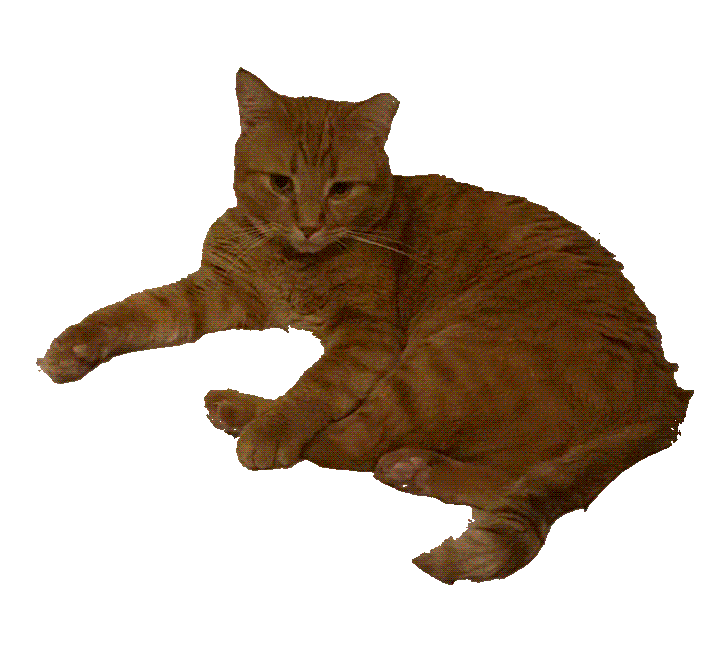 an orange cat with a transparent background looking up and down