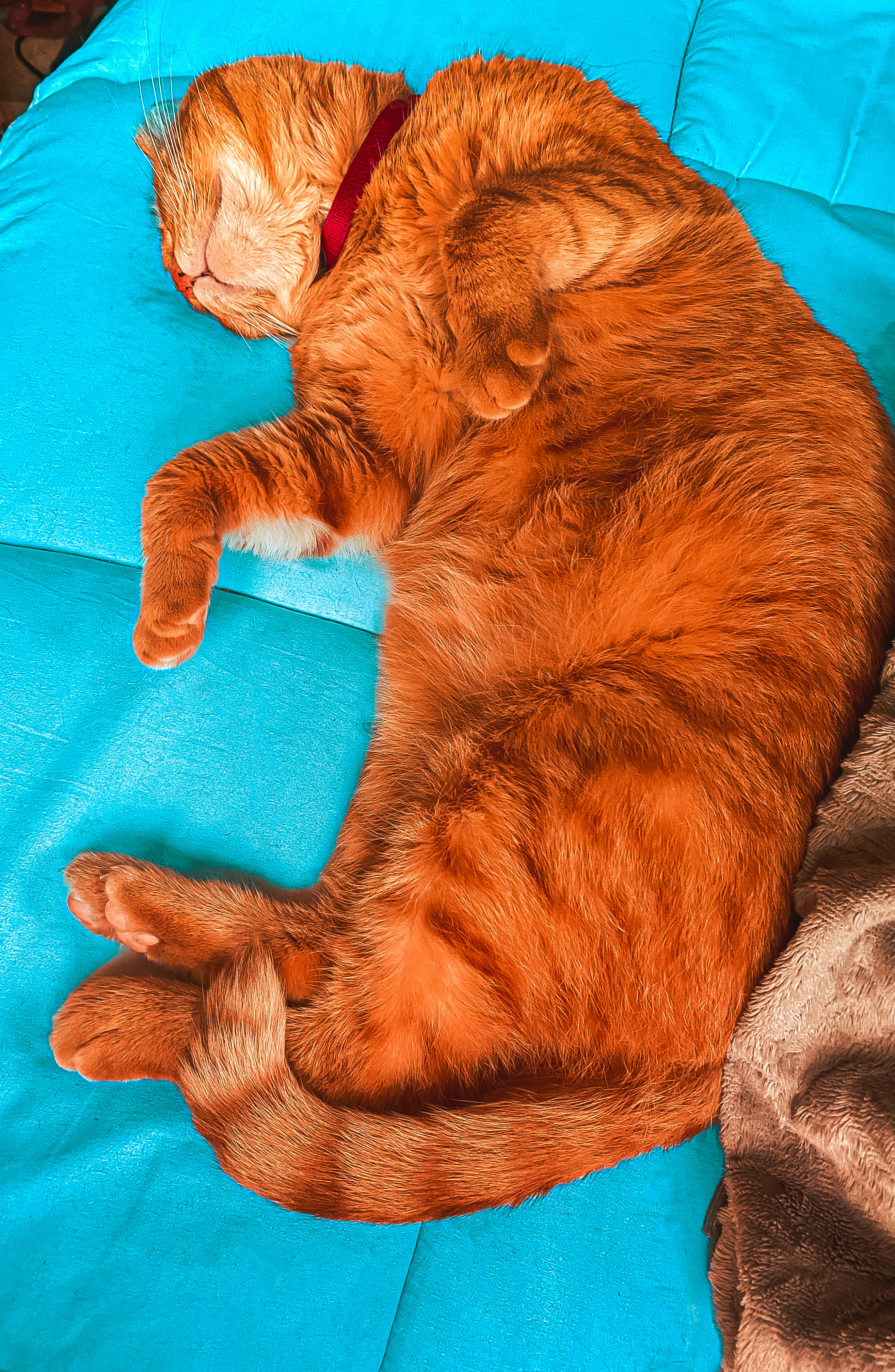 a picture of an orange cat sleeping on a blue blanket